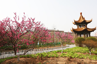 济南大学的春天 花海如潮