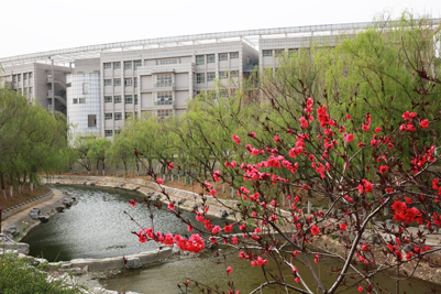 济南大学的春天 花海如潮
