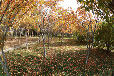 201711080010.jpg
